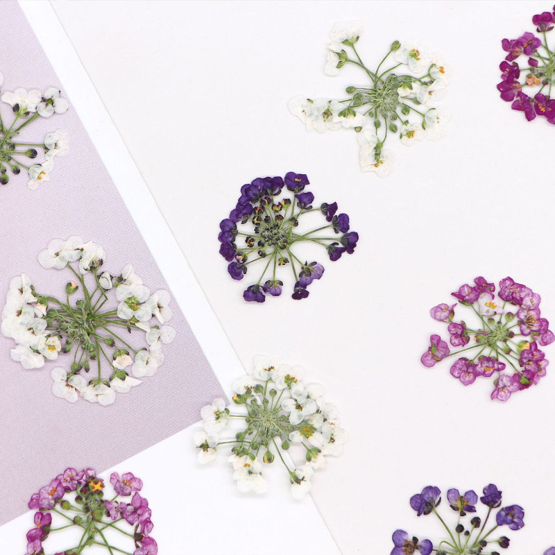 Dried Flower Bookmark - 1.5-2.5cm/12個入り、天然押し花雪玉花頭、本物の花を使ったDIY手作り接着剤フォトフレームブックマーク携帯ケース