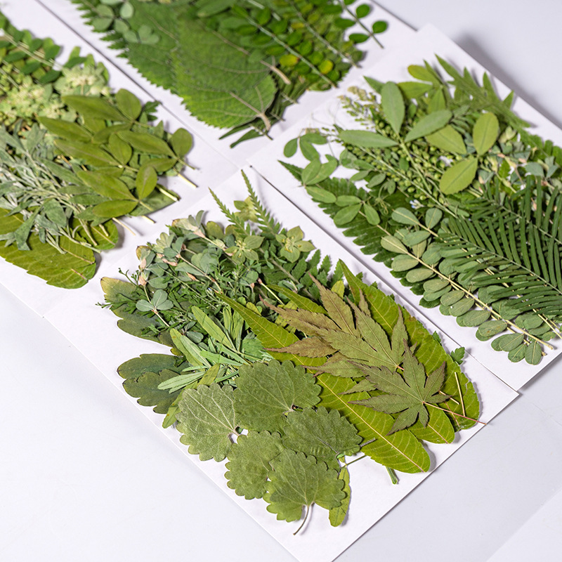 1 セット 35 個押し花ドライフラワー混合葉ハーバリウム樹 - Dried Flower Bookmark のレビューと価格