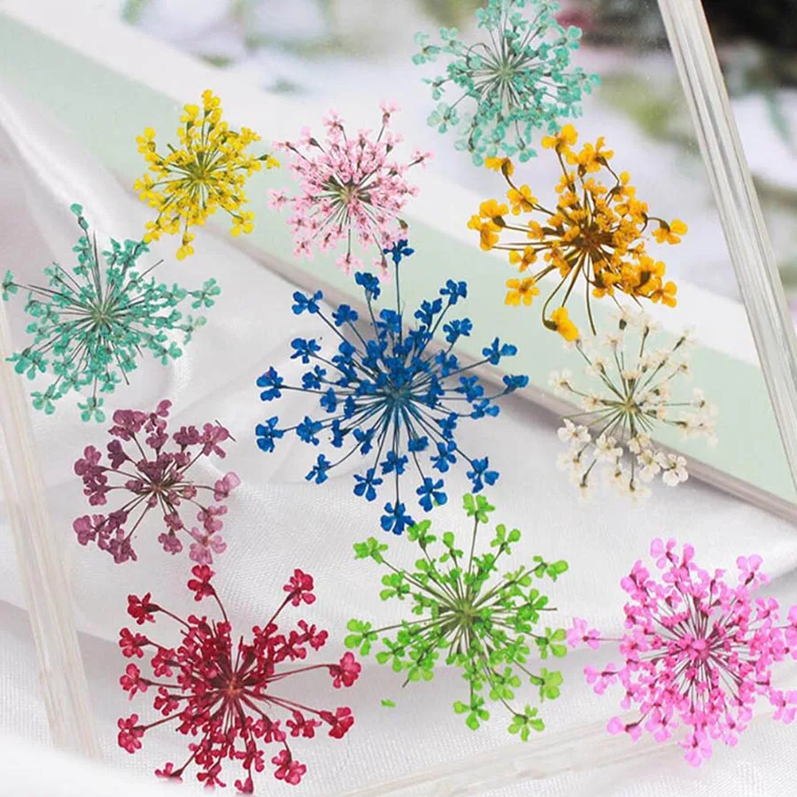 60 個プレス乾燥 20-25 ミリメートル Ammi Ma - Dried Flower Bookmark のレビューと価格