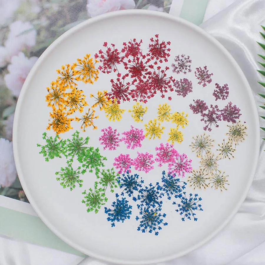 60 個プレス乾燥 20-25 ミリメートル Ammi Ma - Dried Flower Bookmark のレビューと価格