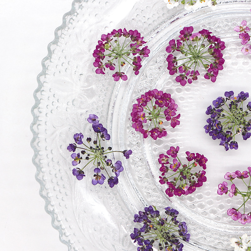 1.5-2.5cm/12個入り、天然押し花雪玉花頭、本物の花 - Dried Flower Bookmark のレビューと価格