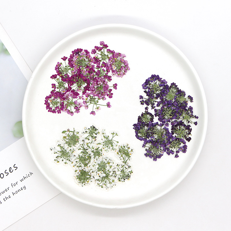 1.5-2.5cm/12個入り、天然押し花雪玉花頭、本物の花 - Dried Flower Bookmark のレビューと価格